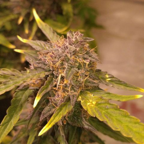 AK 47 Auto growlog timeline photo