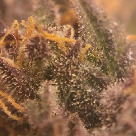 AK 47 Auto growlog timeline photo