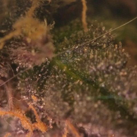AK 47 Auto growlog timeline photo