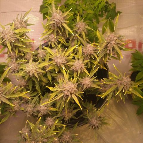 AK 47 Auto growlog timeline photo
