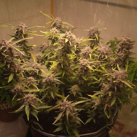 AK 47 Auto growlog timeline photo