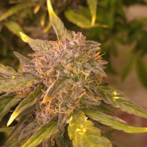 AK 47 Auto growlog timeline photo