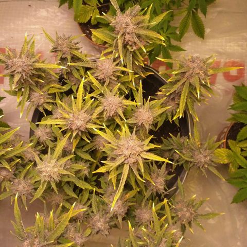AK 47 Auto growlog timeline photo