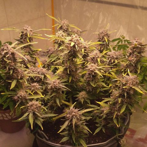 AK 47 Auto growlog timeline photo