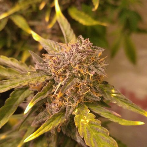 AK 47 Auto growlog timeline photo