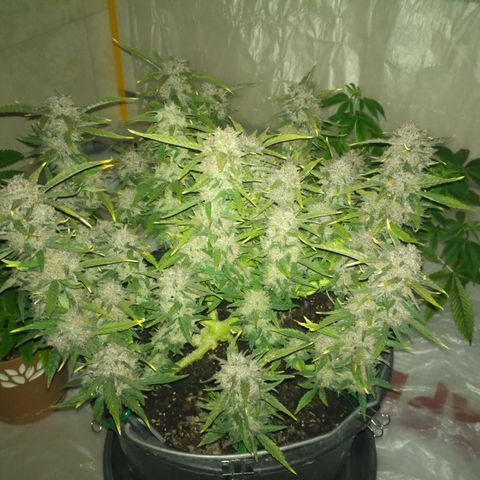AK 47 Auto growlog timeline photo