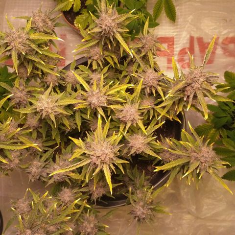 AK 47 Auto growlog timeline photo