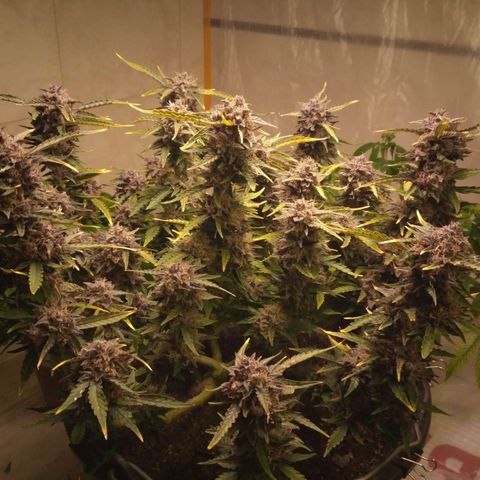 AK 47 Auto growlog timeline photo