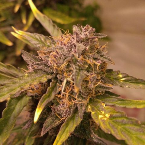 AK 47 Auto growlog timeline photo