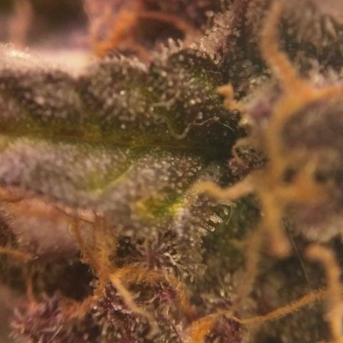 AK 47 Auto growlog timeline photo