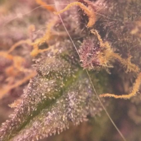 AK 47 Auto growlog timeline photo