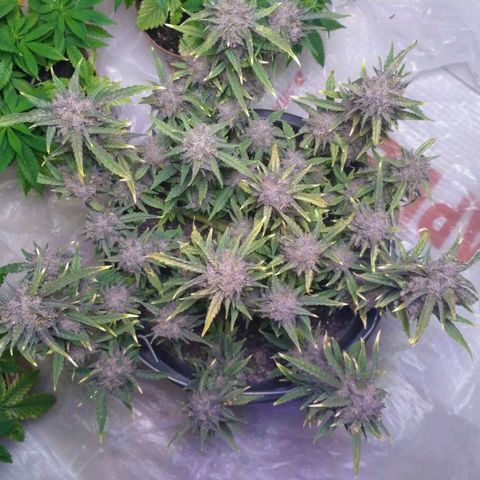 AK 47 Auto growlog timeline photo