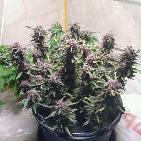AK 47 Auto growlog timeline photo
