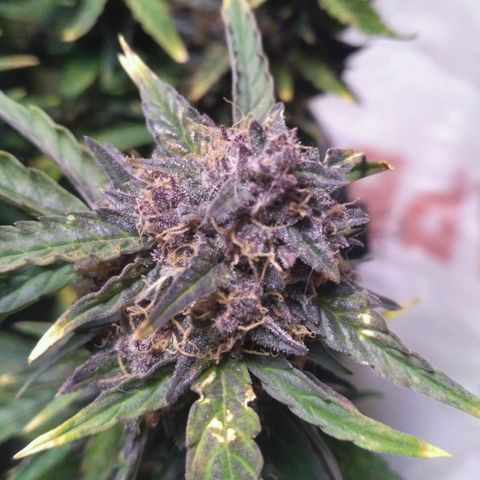 AK 47 Auto growlog timeline photo