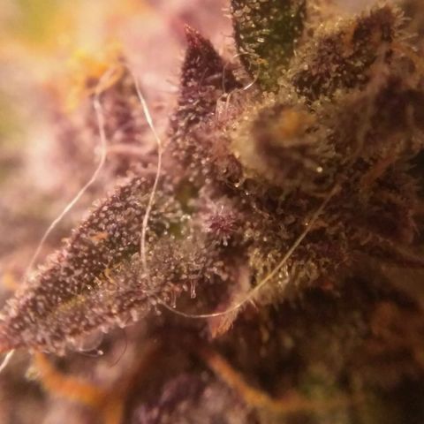 AK 47 Auto growlog timeline photo
