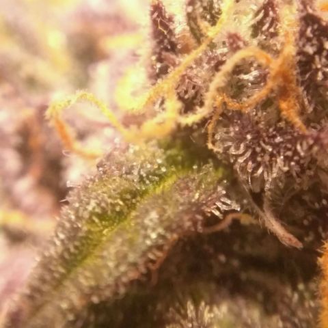 AK 47 Auto growlog timeline photo