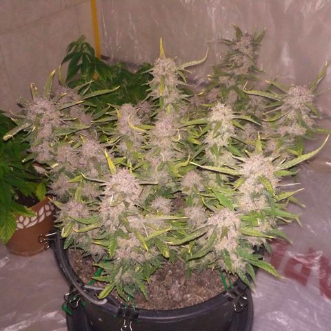 AK 47 Auto growlog timeline photo