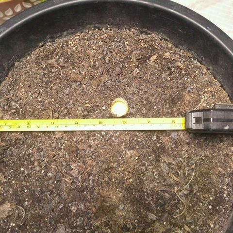AK 47 Auto growlog timeline photo