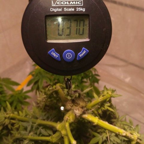 AK 47 Auto growlog timeline photo