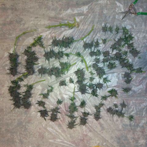 AK 47 Auto growlog timeline photo