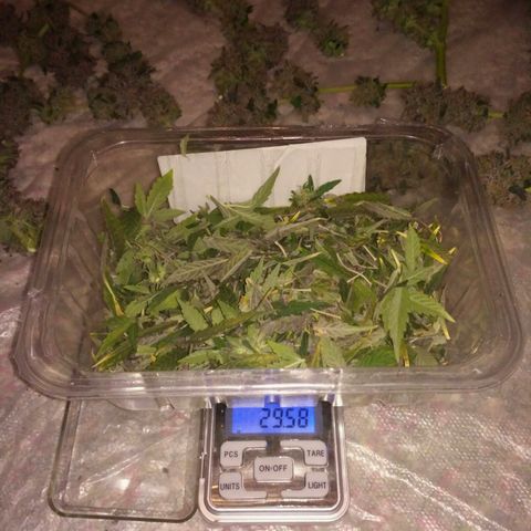 AK 47 Auto growlog timeline photo