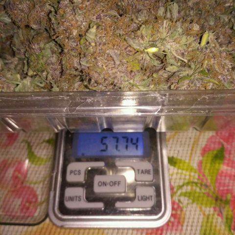 AK 47 Auto growlog timeline photo