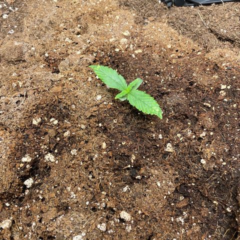Mayberry #1 growlog timeline photo