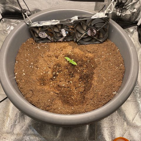 Mayberry #1 growlog timeline photo