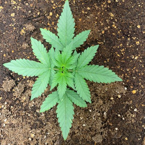 Mayberry #1 growlog timeline photo