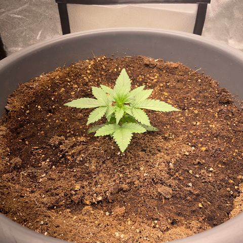 Mayberry #1 growlog timeline photo