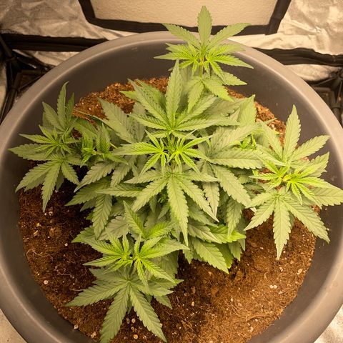 Mayberry #1 growlog timeline photo