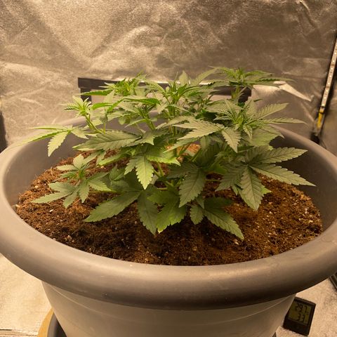 Mayberry #1 growlog timeline photo