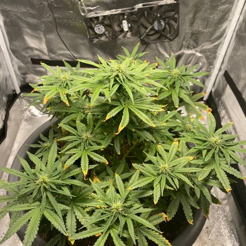 Mayberry #1 growlog timeline photo
