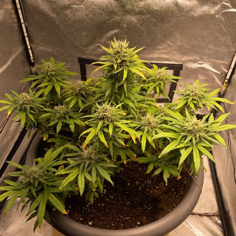 Mayberry #1 growlog timeline photo