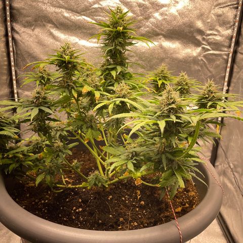 Mayberry #1 growlog timeline photo