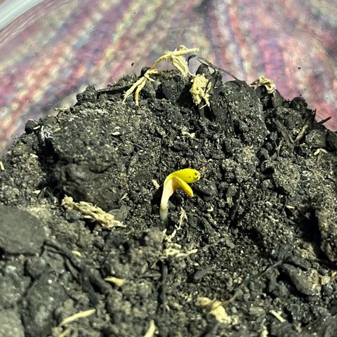 super lemon haze  growlog timeline photo