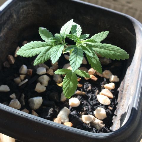 wolf limited premium growlog timeline photo
