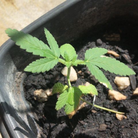 wolf limited premium growlog timeline photo