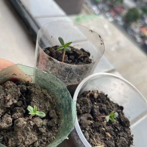 super lemon haze  growlog timeline photo
