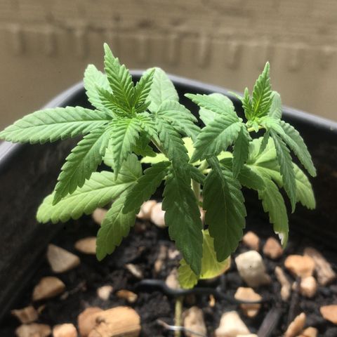 wolf limited premium growlog timeline photo