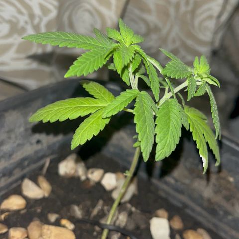 wolf limited premium growlog timeline photo
