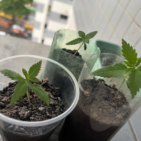 super lemon haze  growlog timeline photo