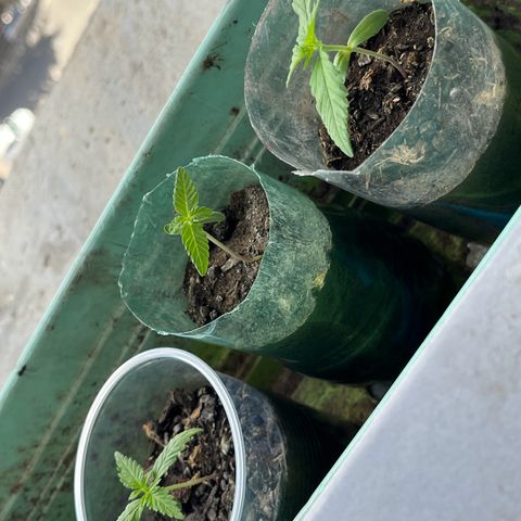 super lemon haze  growlog timeline photo