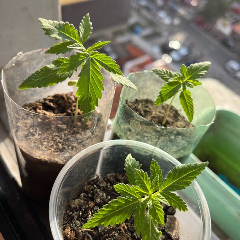 super lemon haze  growlog timeline photo