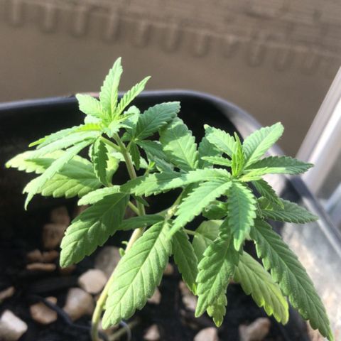 wolf limited premium growlog timeline photo