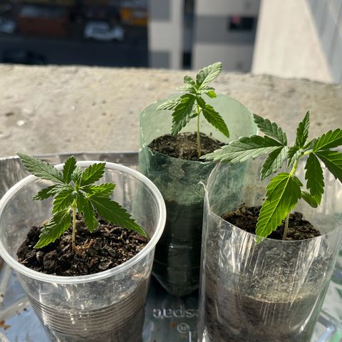 super lemon haze  growlog timeline photo