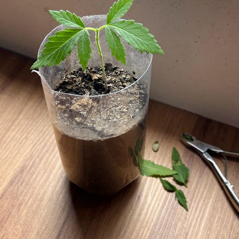 super lemon haze  growlog photo: topping!