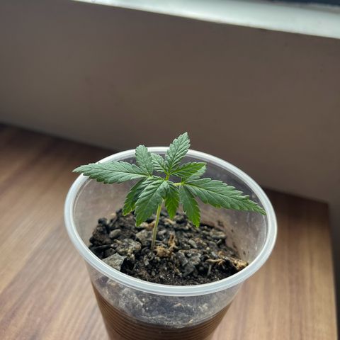 super lemon haze  growlog photo: topping!