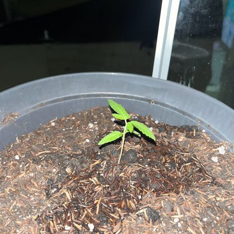 super lemon haze  growlog photo: feita a transferência para a casa definitiva 