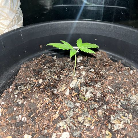 super lemon haze  growlog photo: feita a transferência para a casa definitiva 